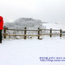 횡계2리 | 대관령삼양목장 설원 위의 이국적인 풍경(강원도 여행지 추천)