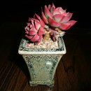 크라우스 이미지