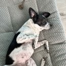 더마코리아 | 더마테스트 서포터즈 13기 | 더마테스트 인증 반려동물 케어템 하이포닉(HYPONIC) 사용 후기