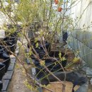 보선농장 이미지