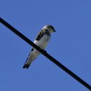 강릉의 갈색제비(sand martin) 이미지