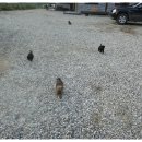 강아지 놀이터 이미지