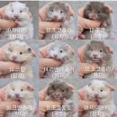 봄꽃햄스터 이미지