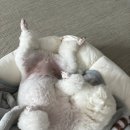 디디디아이 이미지