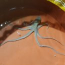 무안뻘낙지 이미지