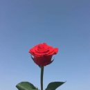 나는나무,당신은꽃