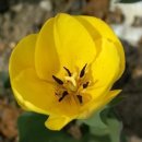 [ 5월 17일 탄생화] 튤립(노랑) Tulipa 이미지