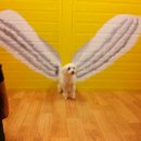 애견1번지 이미지