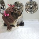 메종 드 캣 이미지