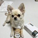 큐어벳 | 강아지투약보조제 PILL:하이포 후기｜벳큐어 강아지보조제로 알러지 걱정 줄였어요