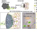 암환자 효소발효액 안심하고 복용하셔도 됩니다 이미지