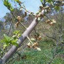 소망농장 이미지