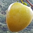 안골농장 이미지