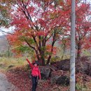 12기170차 광양백운산:가을.겨울 공존 이미지