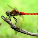 천수의원 이미지