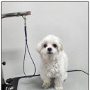 까망댕댕 이미지