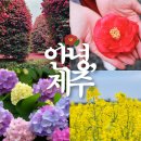 12/4 동백 선캐쳐 | 제주 겨울 여행 추천 서귀포 휴애리 동백 축제 수국 유채꽃 실시간 개화 상황