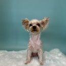 벨루스독 이미지