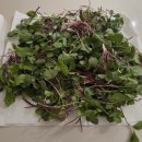 고모농장 이미지