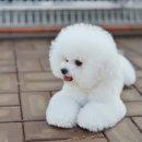 러비도기 | 초보견주들을 위한 비숑프리제켄넬분양후기