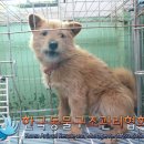 그루고개로 노트펫