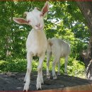 장미목장 이미지