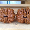 귀족호도 이미지