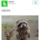 너구리pc 이미지