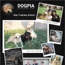 도그피아 이미지