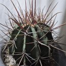 장자농장 이미지