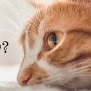 다온 동물병원 이미지