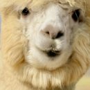 알파목장 이미지