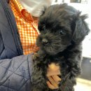 해피애견타운 분당판교점 이미지