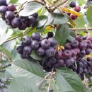 명지농원 이미지