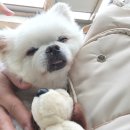 씨유 파주마장호수점 | 파주 마장호수 출렁다리 그리고 강아지동반카페 오랑주리 방문후기
