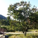 천태산주차장 이미지