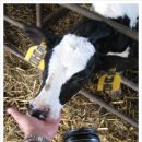 월평목장 이미지