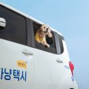 멍타냥택시 이미지