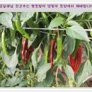 D00082 Daum카페