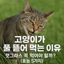 풍년농약식물병원 | 고양이가 풀 뜯어 먹는 이유, 캣그라스 꼭 먹여야 할까? (효능 5가지)