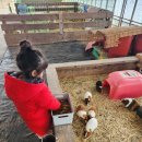 강릉아기동물농장 이미지