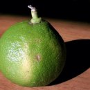 BERGAMOT(베르가못)