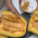 토종농장 | 주말농장 토종작물 씨앗채종과 발아테스트 후기 씨앗보관법