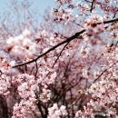 나도 스마트폰(카메라)으로 인생사진 찍는다. | 2026 벚꽃 인생샷 100% 성공! 아이폰·갤럭시 스마트폰 카메라 설정 및 보정 꿀팁 (초보자 필독)