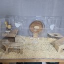 봄꽃햄스터 이미지