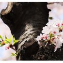 ♡ 쌍계사[雙磎寺] 십리 벚꽃 길 이미지