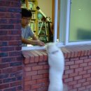 우리집 막둥이 이미지