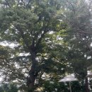 고봉로531번길 | 일산 소규모 돌잔치 감내정원 솔직후기