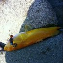 황쏘가리 이미지