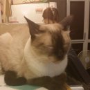 고양이다락방 이미지